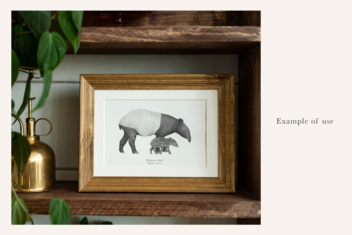 Mother & Baby Tapir Illustration, an Animal Illustration by LaurenFittonIllustration (Photo 3 of 6)