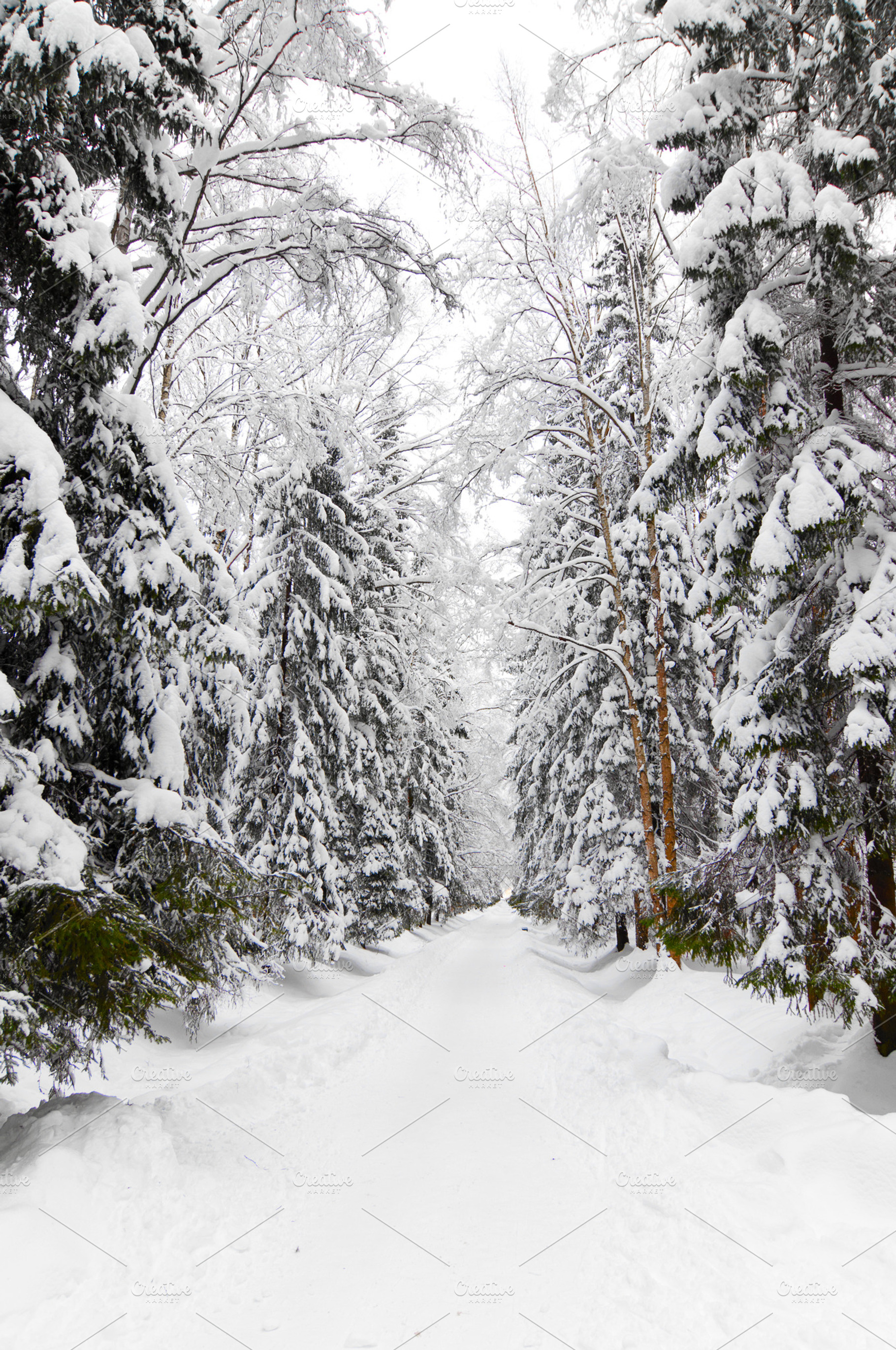 Snowy park featuring alley, beautiful, and black, a Nature Photo by sergeypeterman