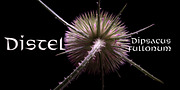 Distel, a Font by Finaltype (Thumbnail 8 of 11)