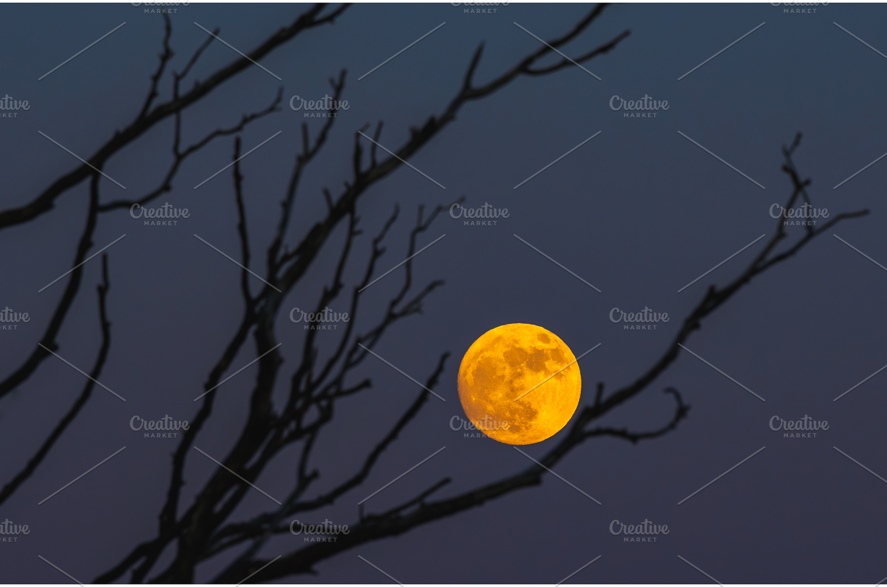 An Eerie Moonlit Night Unfolds, a Nature Photo by Lukas Jonaitis SHOP