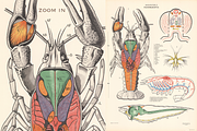 Rare Vintage Animal Anatomy, an Animal Illustration by Digital Museum (Thumbnail 7 of 8)