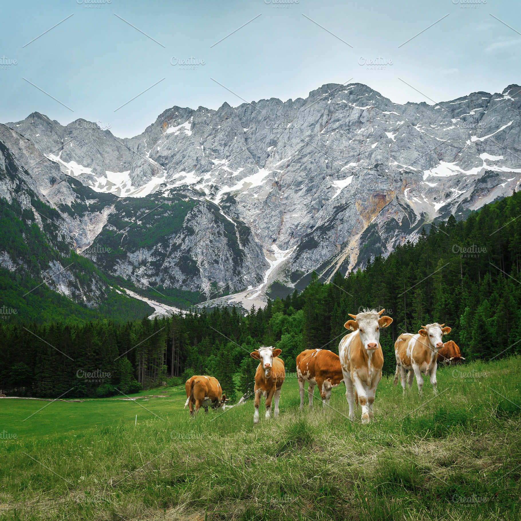 Herd of cows grazing on the pasture, a Nature Photo by Alpine Dreams