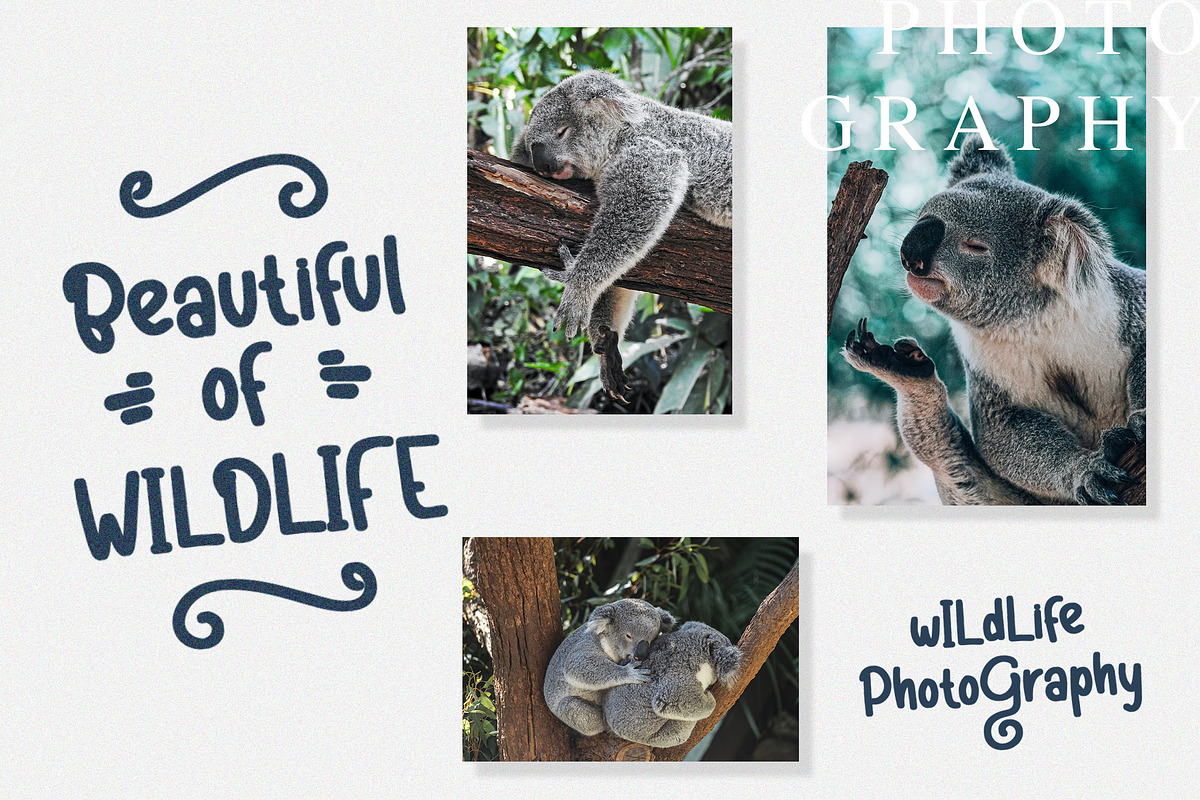 Koalakuu - Playful Font, a Script Font by NTC Graphic (Photo 5 of 9)