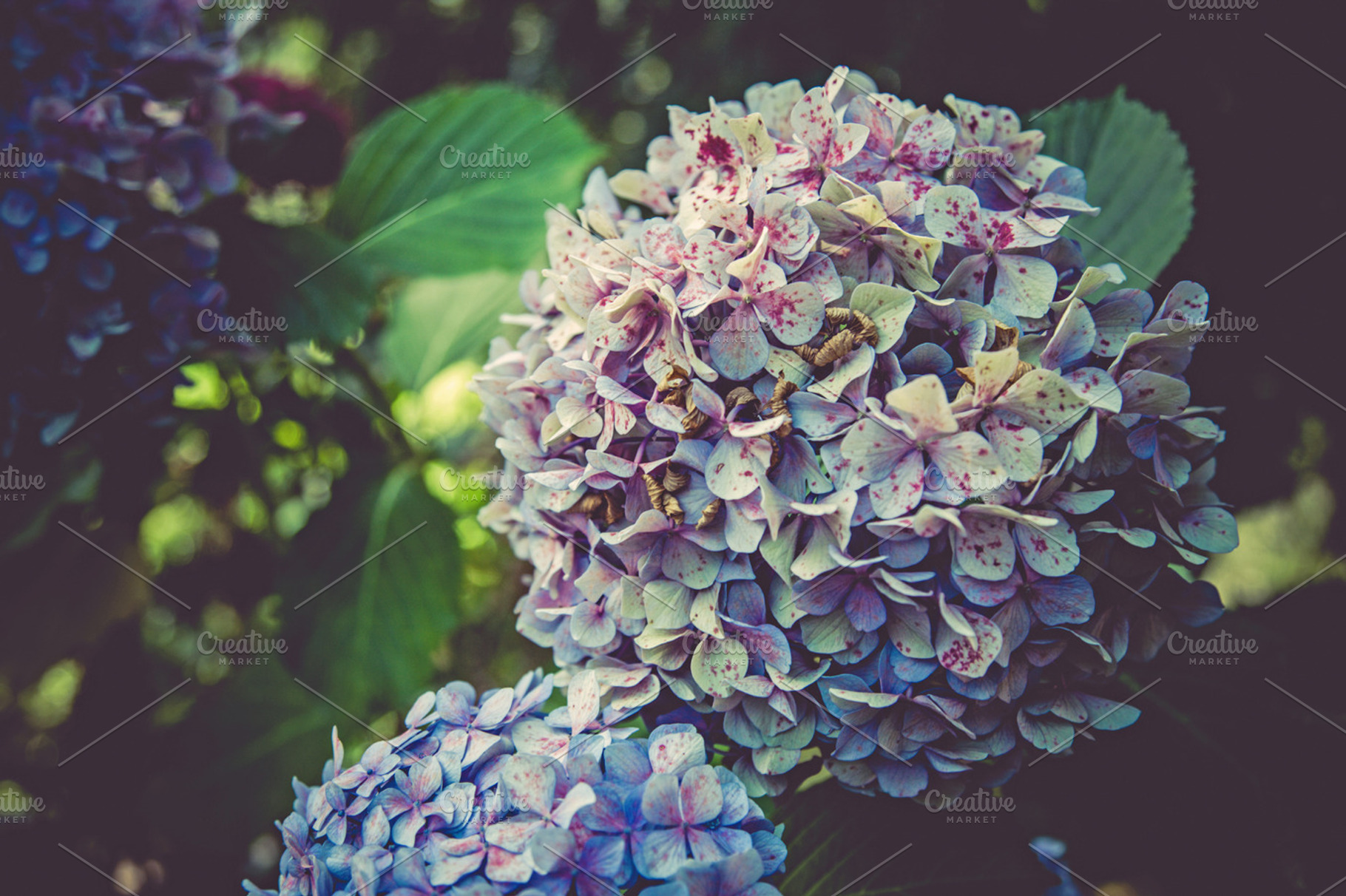 Iseeyouphoto Bluehydrangea