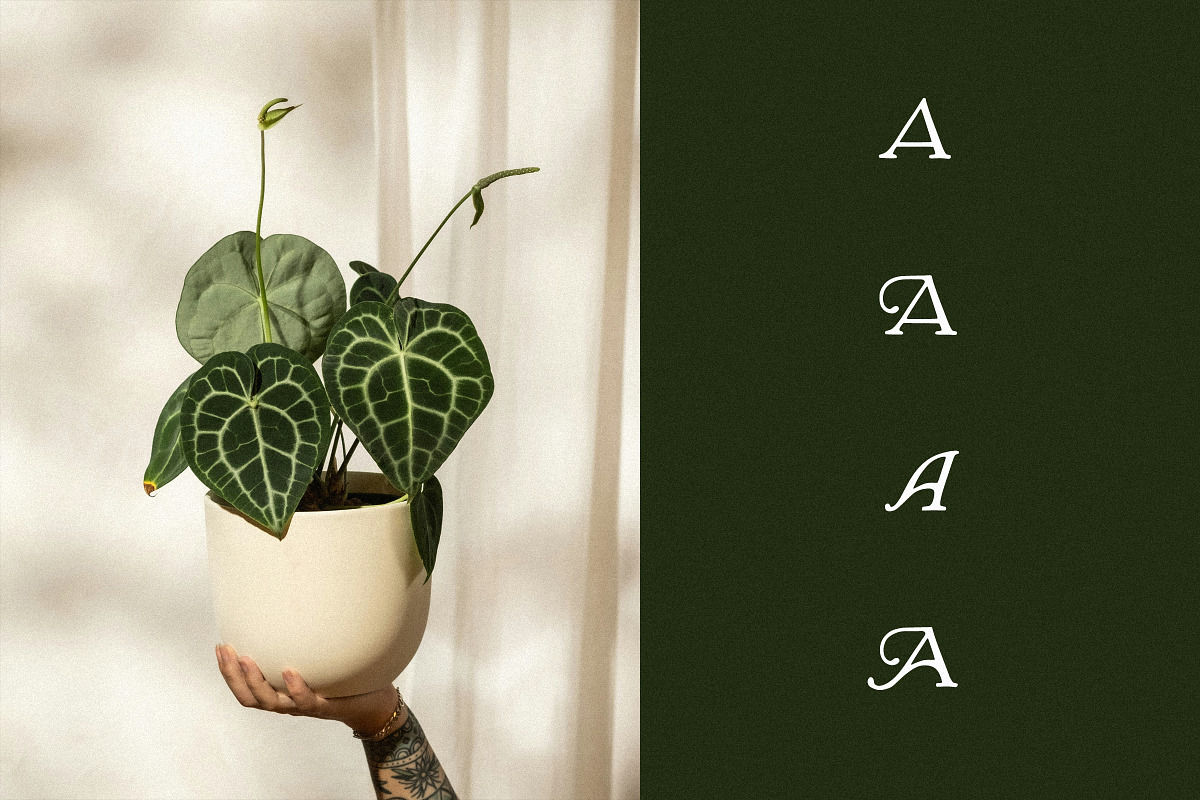 Aurellia - A Vintage Display Font, a Script Font by Tom Chalky (Photo 7 of 7)