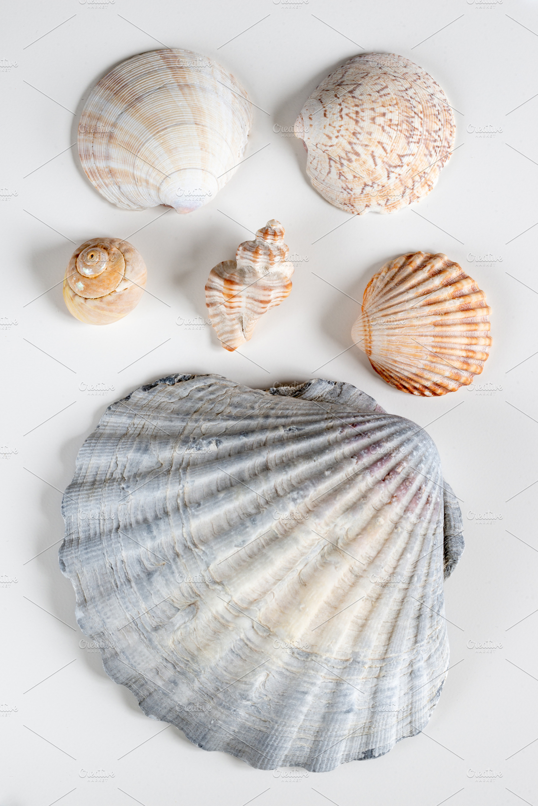 Collection of shea shells against white background, a Food & Drink Photo by rubenchase