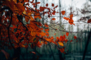 100+ New Hi-Res Autumn Photos, a Background Photo by moonloop (Thumbnail 3 of 13)