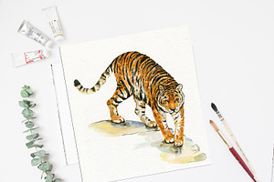 Tigers .Clipart Illustrations