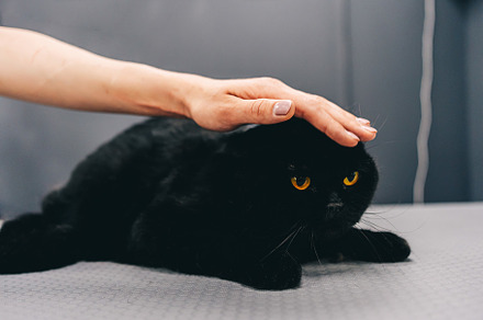 Black cat with orange eyes., an Animal Photo by Rov.7