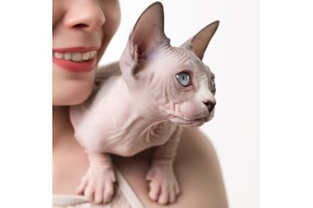 Sphynx kitten sits on shoulder of, an Animal Photo by Alexander-Piragis