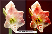 LAB Color Vol. 1 - Inverted Blend, a Plug-in Add-On by Raztrend (Thumbnail 9 of 30)