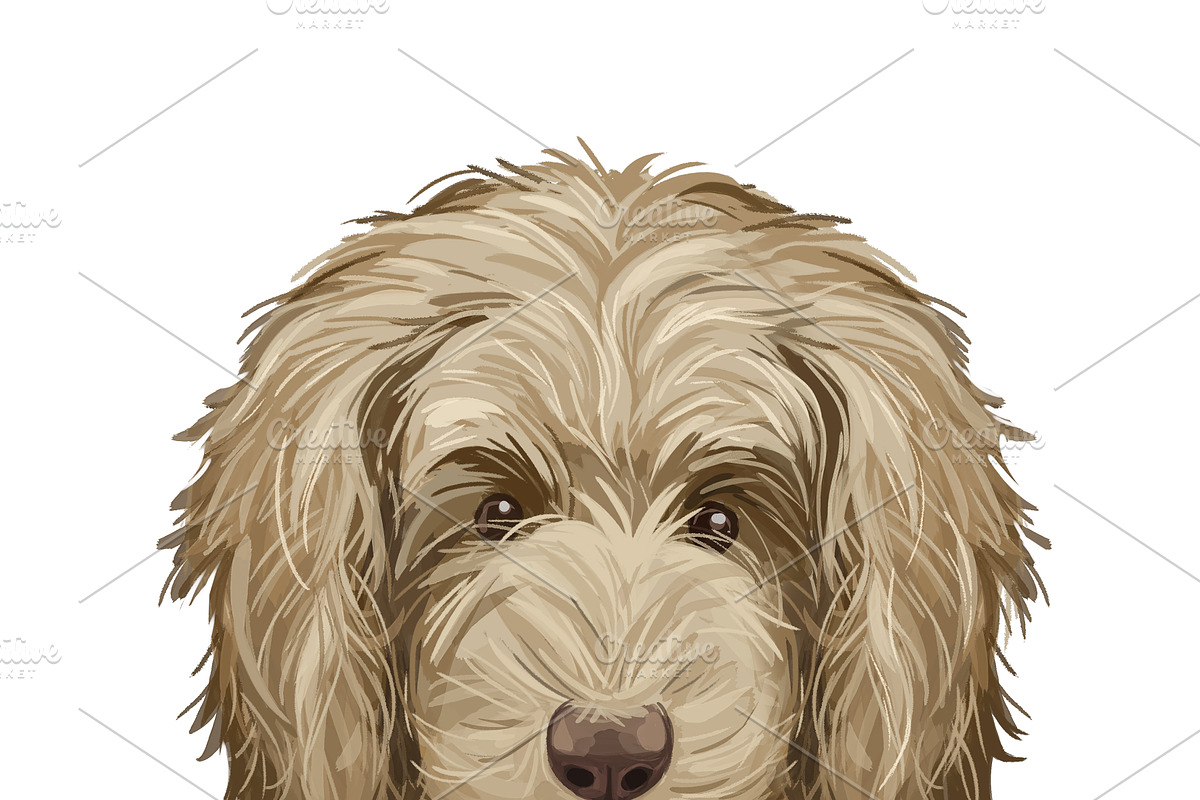 Poodle Cross Breeds 27 Dogs/Puppies, an Animal Illustration by Dneprstock (Photo 8 of 27)