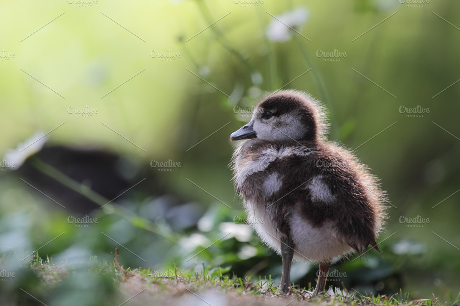 Chick of an Egyptian Goose, an Animal Photo by DirkR