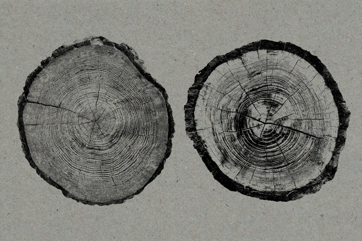 26 Large Tree Ring Textures, a Texture Graphic by Offset (Photo 13 of 16)