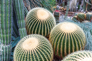 Echinocactus grusonii, a Nature Photo by Imaginarium