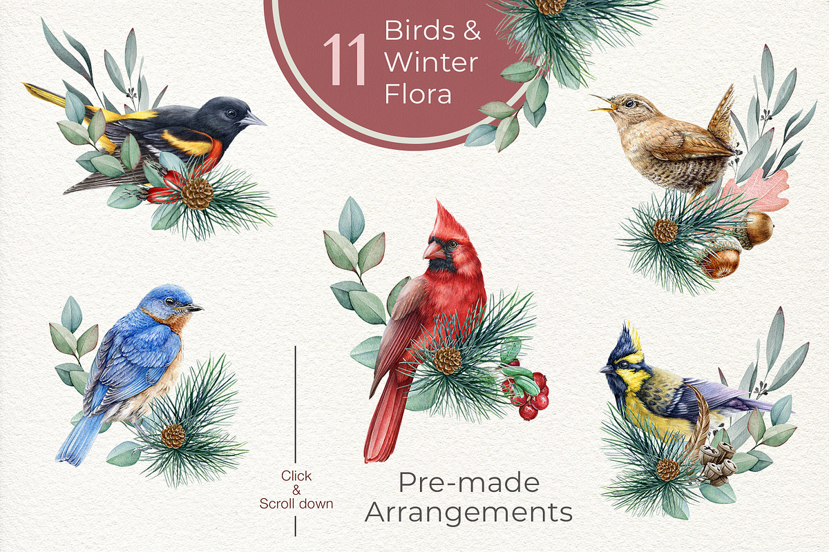 Winter Birds Watercolor Clipart, an Animal Illustration by AnitaPol (Photo 4 of 14)