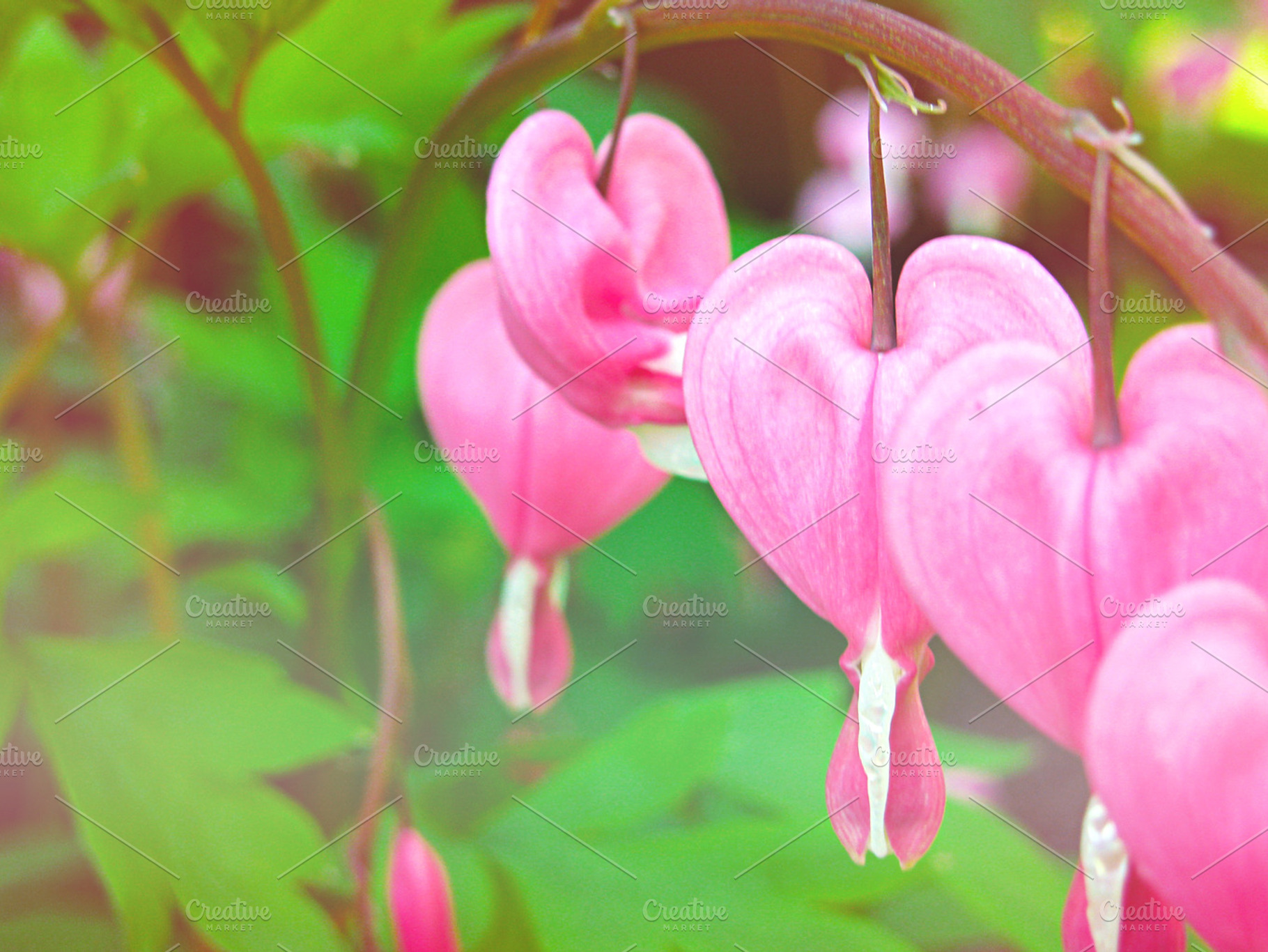 Bleeding Hearts Stock Picture