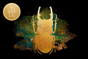 Scarabs & Beetles Clipart Set, an Animal Illustration by The Dutch Lady Designs (Thumbnail 2 of 5)