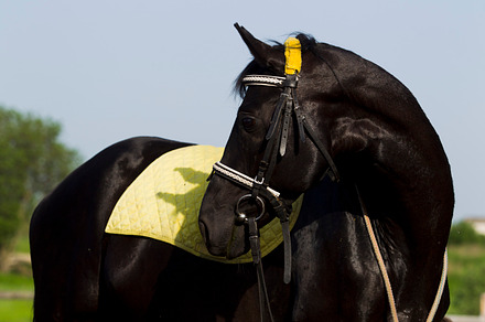 Horse Featuring Horse Friend And Harness preview 4