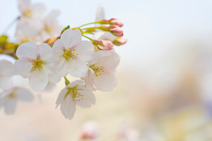 Cherry blossom stock photo containing pink and background