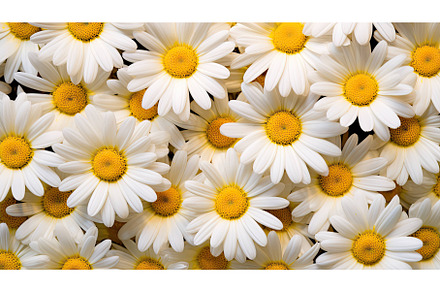 bloom daisy flower background ai, a Nature Photo by pikepicture