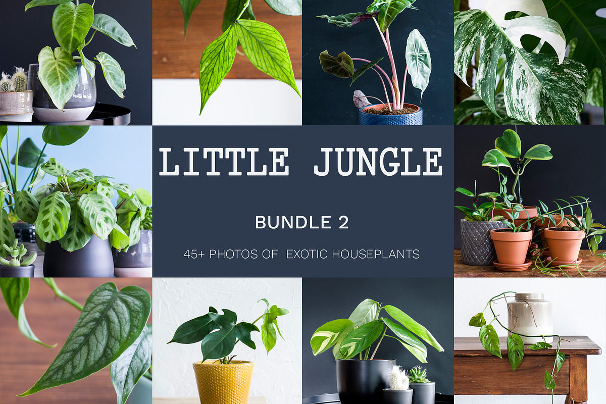 Little Jungle Image Bundle 2, an Arts & Entertainment Photo by Lum3n (Photo 1 of 3)