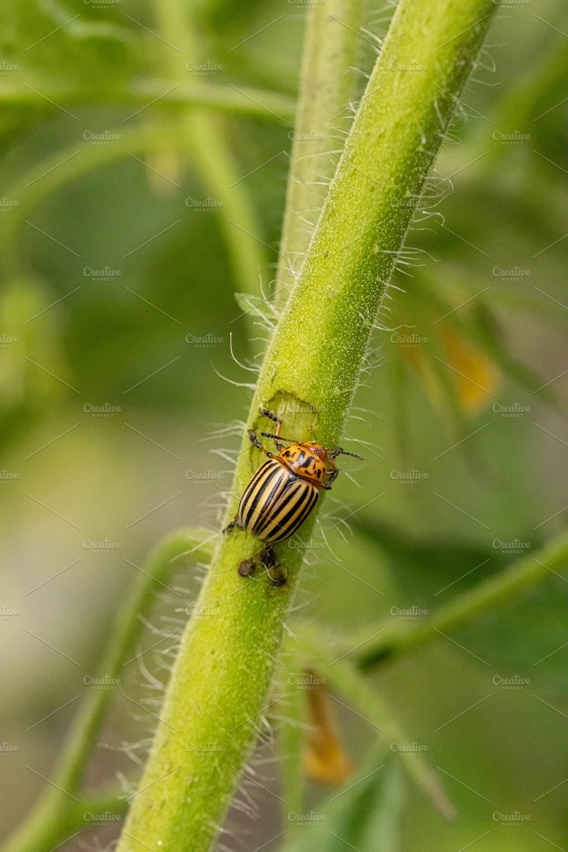 Colorado potato beetle, a Photo by Grafvision photography