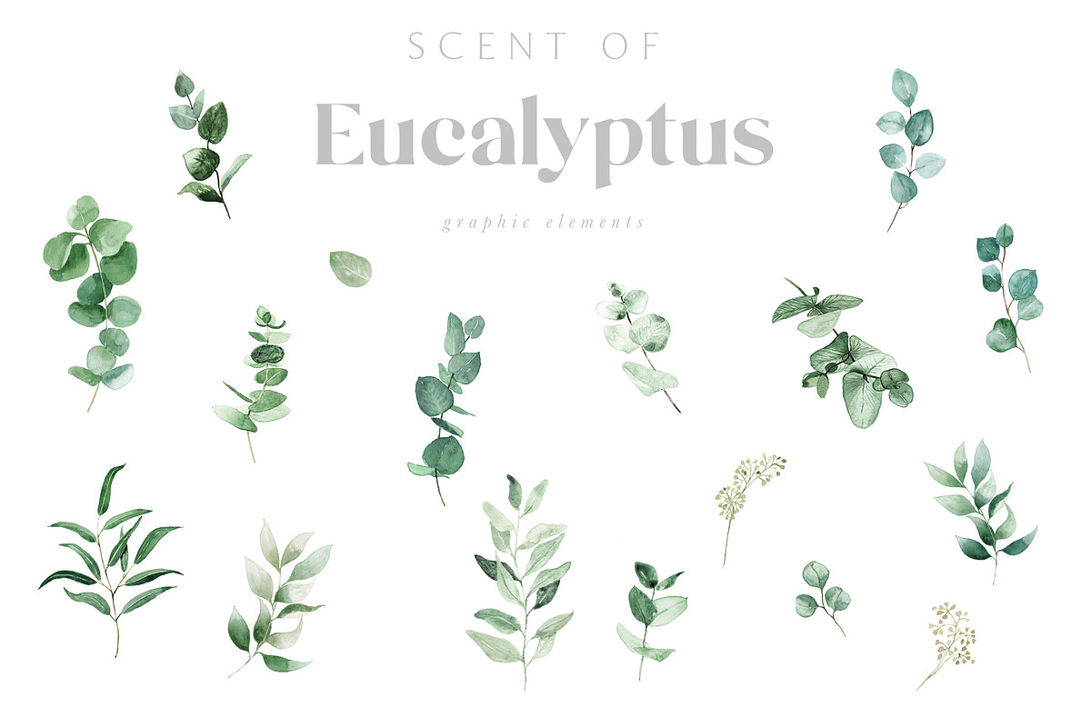 Scent of Eucalyptus - Graphic Set, an Illustration by studioequinox (Photo 9 of 21)