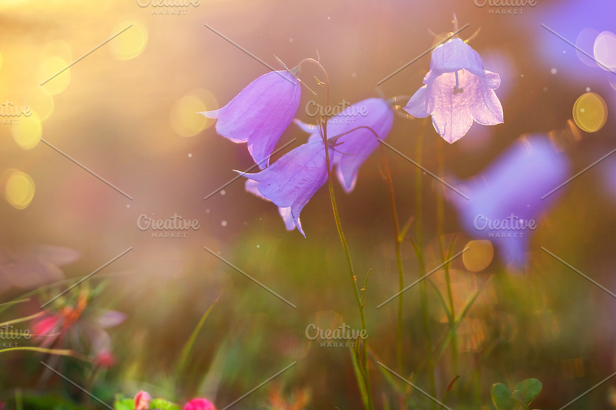 Campanula Digital backdrop preview 3