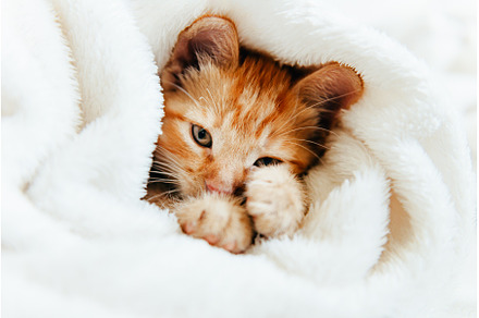 Cute ginger kitten looks at camera, an Animal Photo by MAnuta