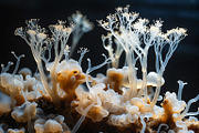 72 Microscopic Fungi Backgrounds, a Background Graphic by h.utomo (Thumbnail 37 of 72)