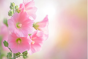 Close up of Blooming Pink Hollyhock, a Nature Photo by Lermont51