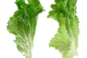 Two fresh green lettuce leaves with a curly texture, healthy eat, a Food & Drink Photo by ndanko