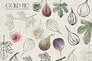 Botanical illustration of figs, a Graphic by RushkinaAntonina (Thumbnail 5 of 6)