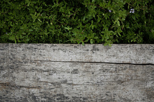 framing wood surrounded by leaves, a Background Photo by bastera