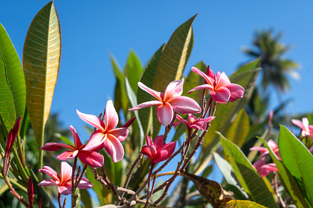Frangipani flowers in Hiva Oa, Marquesas Islands, French Polynes, a Nature Photo by GoodGoods
