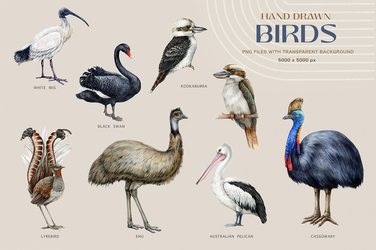 Australia Flora Fauna Clipart, an Animal Illustration by AnitaPol (Photo 8 of 27)