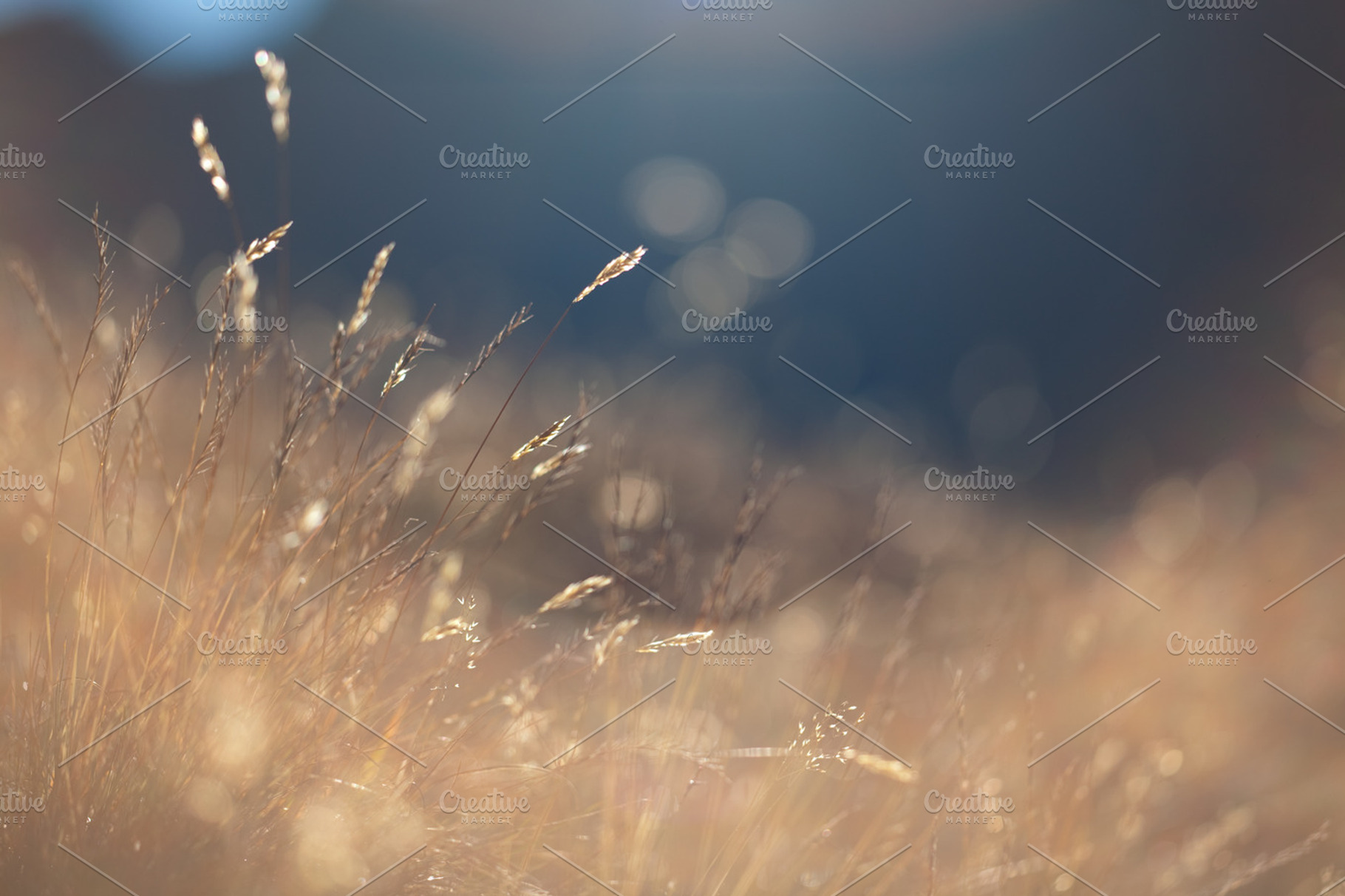 Golden Grass Stock Photo