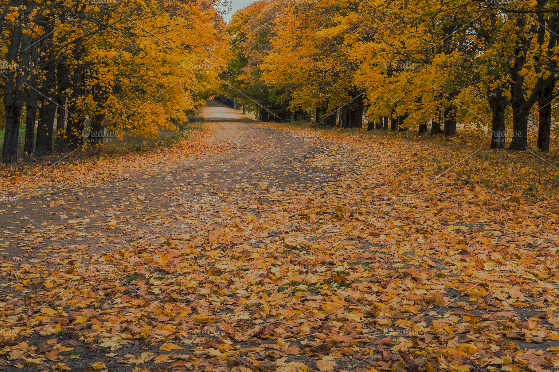 Autumn road containing road, autumn, and fall, a Nature Photo by SergeKa
