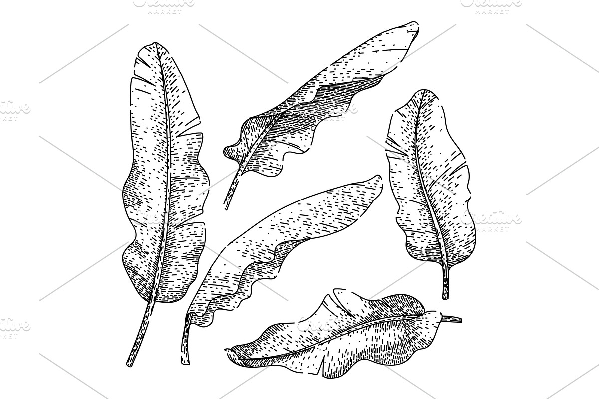 banana leaf set sketch hand drawn, an Illustration by pikepicture