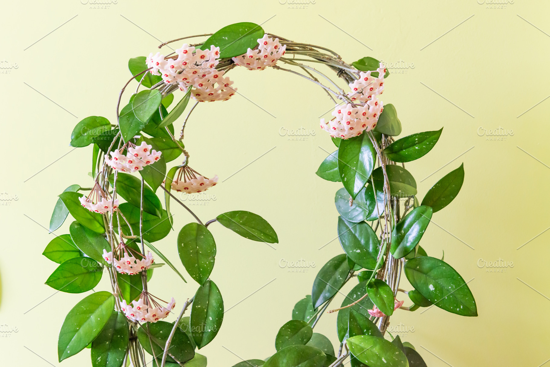 Green plant arch with white flowers, a Nature Photo by Vapi