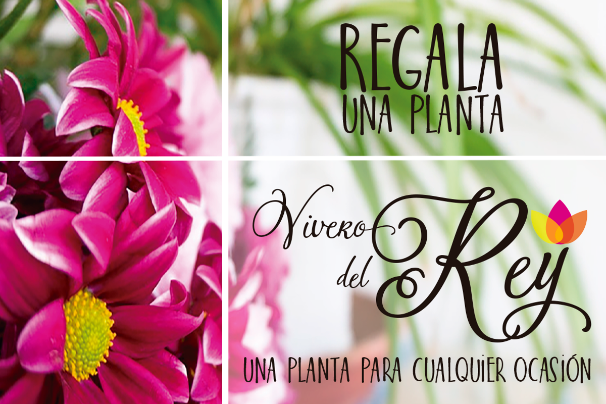 Bloem Script & Sans preview 6