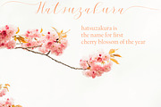 Cherry Blossom, a Script Font by Funtype (Thumbnail 3 of 9)