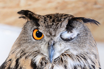 Eurasian eagle owl  bubo bubo containing bubo, owl, and eagle, an Animal Photo by MriyaWildlife
