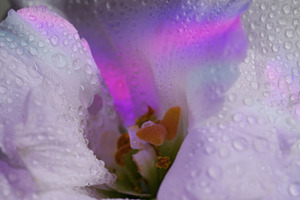 Rainbow flower neon nature plant, a Background Photo by Photo Drive Studio