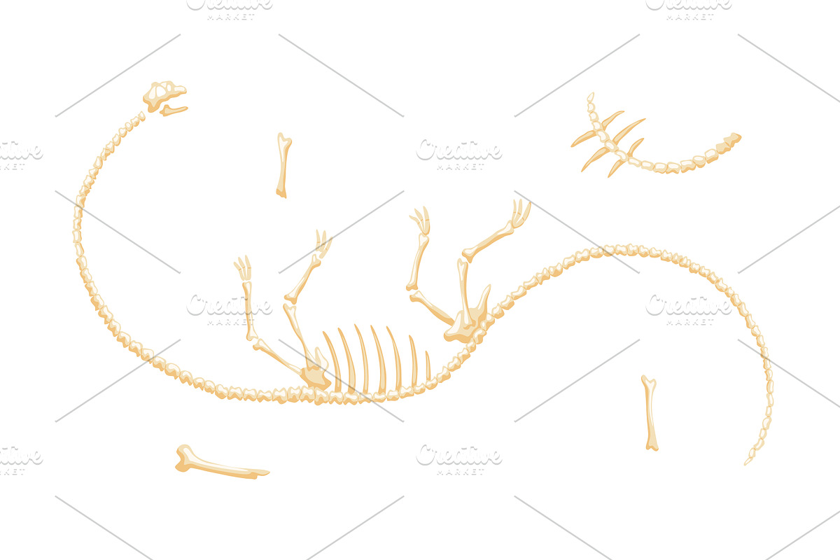 Dinosaur skeleton vector, an Animal Illustration by the8monkey