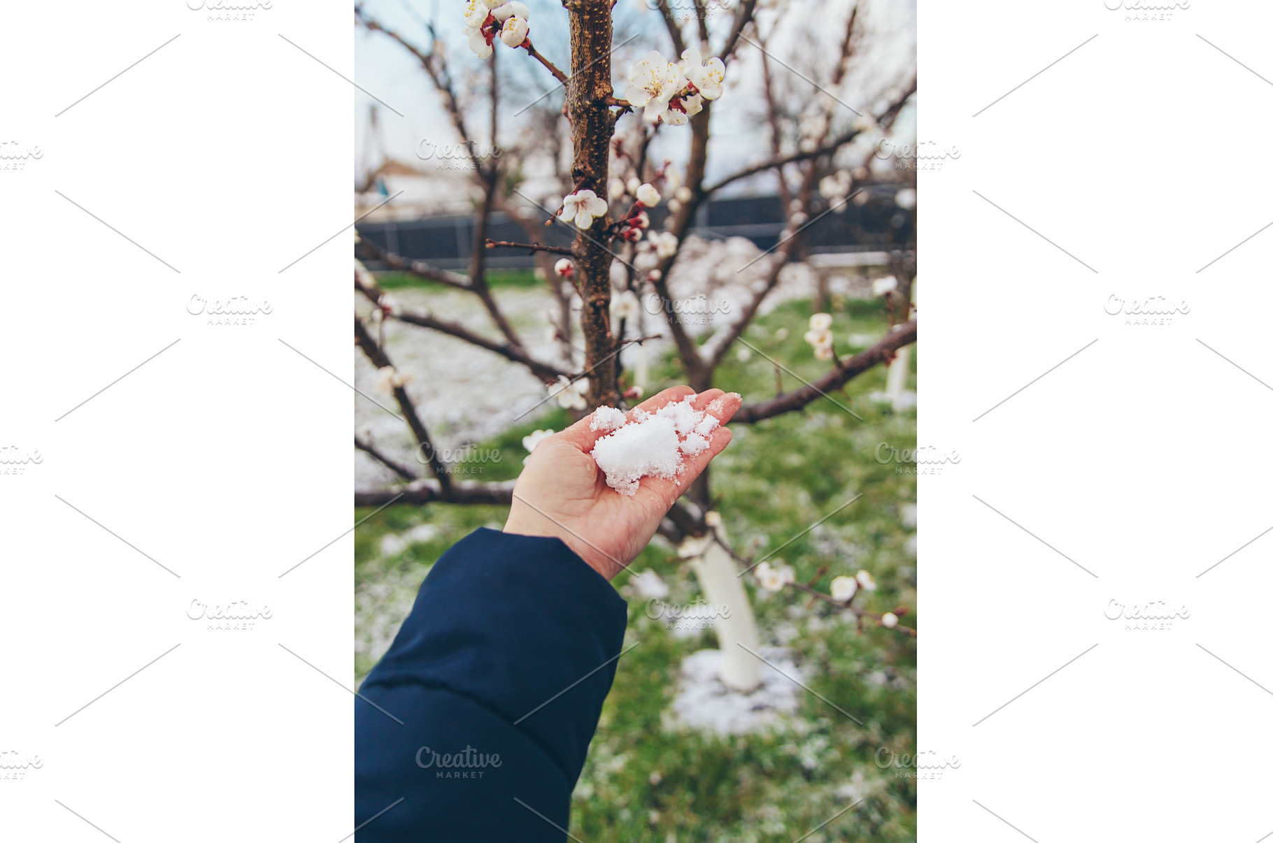 Trees bloom snow spring. Selective, a Nature Photo by yanadjana