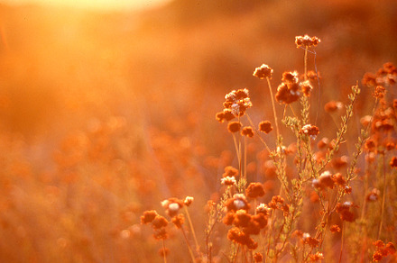 Drenched in golden sunshine