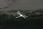 Minimalist Modern Dragonfly Logo, a Branding & Logo Template by Luxury Logos (Thumbnail 2 of 4)