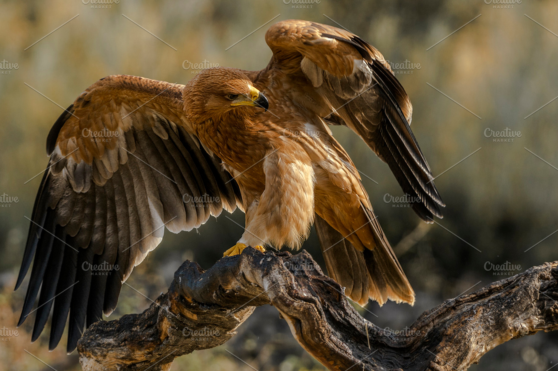 Spanish imperial eagle containing imperial, eagle, and prey, an Animal Photo by Nat
